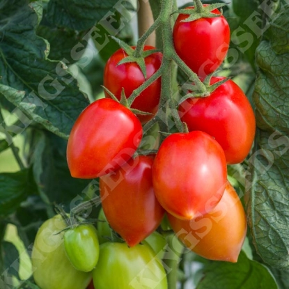 Picture of Tomato Nagina F1